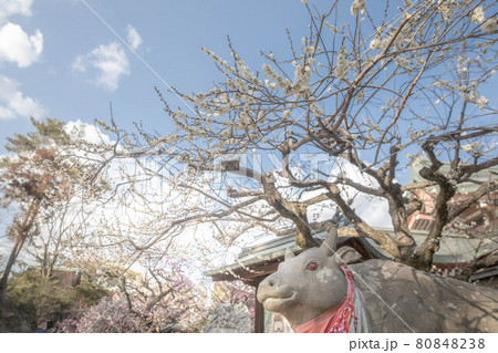北野天満宮の冬、紅白梅が咲く明るいお正月の晴天に寛ぐ赤目牛 北野天満宮の冬、紅白梅が咲く明るいお正月の晴天に寛ぐ赤目牛 80848238