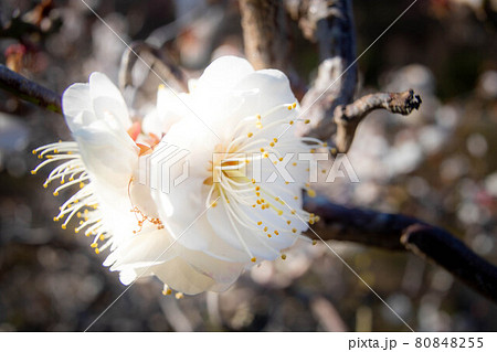 梅宮大社、神苑に満開の白梅 80848255