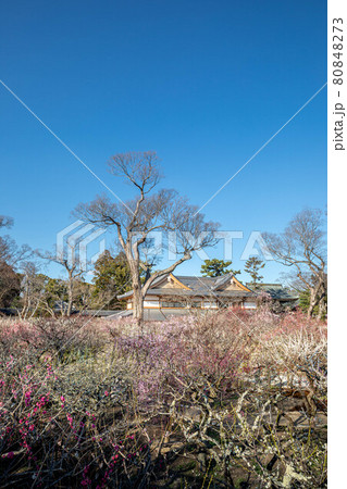 北野天満宮の春、梅苑の舞台から眺める満開の紅白梅と文道会館 80848273