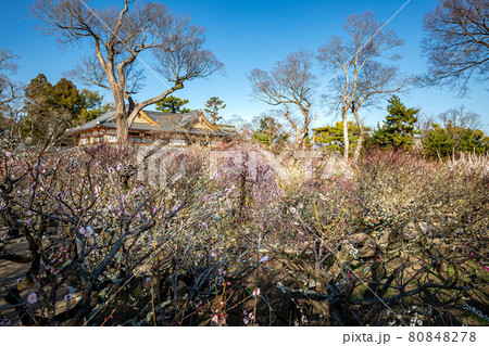 北野天満宮の春、梅苑の舞台から眺める満開の紅白梅と文道会館 80848278