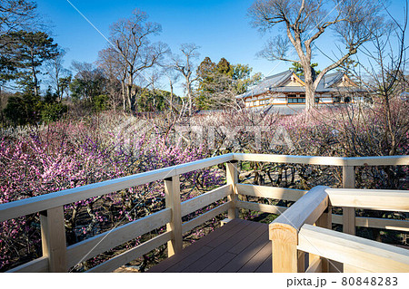 北野天満宮の春、梅苑の舞台から眺める満開の紅白梅と文道会館 80848283