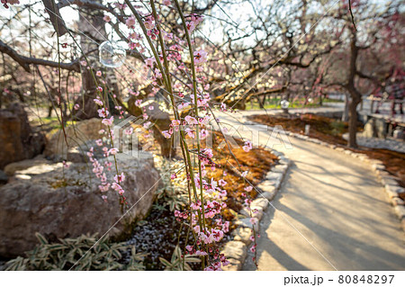北野天満宮の春 梅苑の遊歩道を覆う満開の紅白梅の写真素材