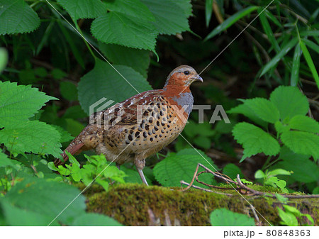 コジュケイ 80848363