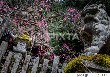 大豊神社の春、苔むした阿形の狛犬と洛中一の枝垂れ紅梅 80849113