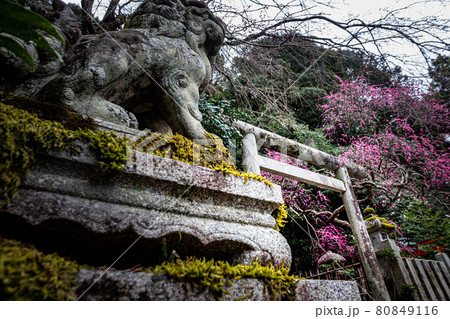 大豊神社の春、苔むした吽形の狛犬と洛中一の枝垂れ紅梅 80849116