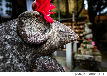 大豊神社の春、真っ赤な椿を頭にかぶった大国社の狛鼠 80849131