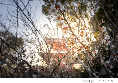 大覚寺門跡、心経宝塔を背に西日の中で咲く白梅の枝ぶり 大覚寺門跡、心経宝塔を背に西日の中で咲く白梅の枝ぶり 80849141