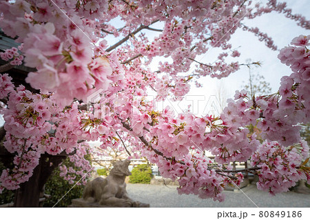 虚空蔵法輪寺の春、満開の寒桜に吠える阿形の虎 80849186