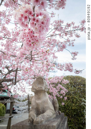 虚空蔵法輪寺の春、満開の寒桜に吠える阿形の虎 80849192