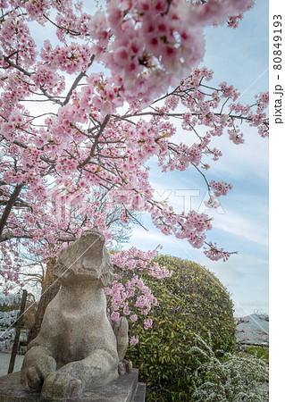 虚空蔵法輪寺の春、満開の寒桜に吠える阿形の虎 虚空蔵法輪寺の春、満開の寒桜に吠える阿形の虎 80849193