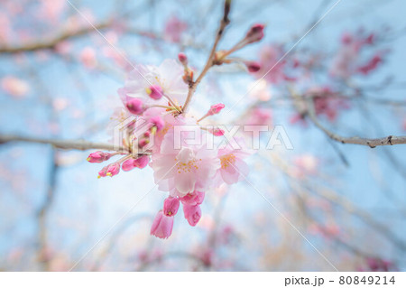 車折神社、満開の渓仙桜の花と蕾 車折神社、満開の渓仙桜の花と蕾 80849214