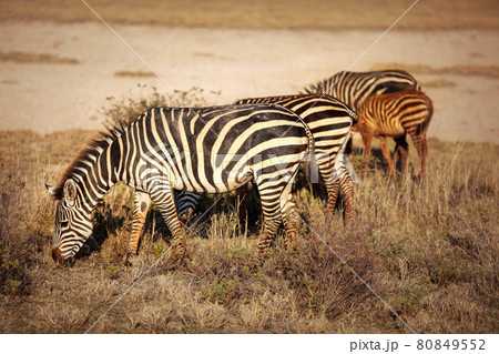 Group of plains zebras (Equus quagga) grazing in African savanna, lit by afternoon sun. Amboseli national park, Kenya 80849552