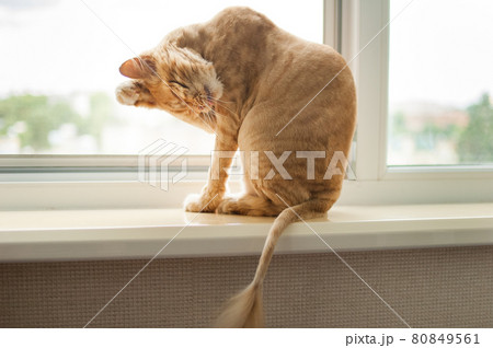 Trimmed cat with ginger fur is sitting on windowsill after grooming and trimming during summer, animal care concept Trimmed cat with ginger fur is sitting on windowsill after grooming and trimming during summer, animal care concept 80849561