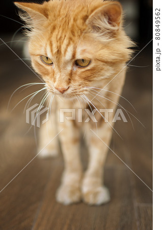 Domestic cat with ginger fur is sitting on the floor after grooming and trimming during summer, animal care concept 80849562