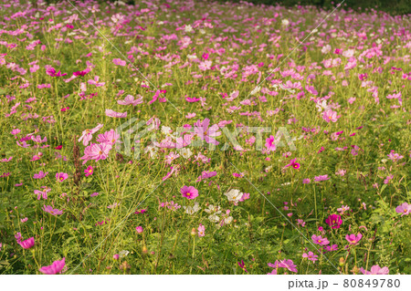 東三瓶フラワーバレーのコスモス （ 島根県 飯石郡 飯南町 ） 80849780