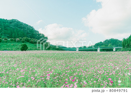 東三瓶フラワーバレーのコスモス （ 島根県 飯石郡 飯南町 ） 80849791