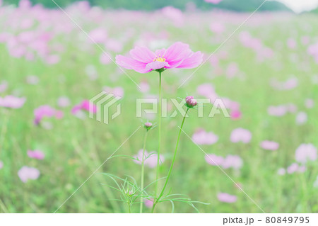 東三瓶フラワーバレーのコスモス ( 島根県 飯石郡 飯南町 ) 東三瓶フラワーバレーのコスモス ( 島根県 飯石郡 飯南町 ) 80849795