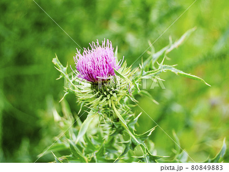 Large herbaceous medicinal plant burdock Arctium 80849883