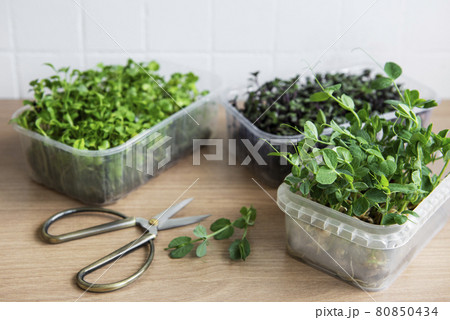 Assortment of micro greens on wooden table 80850434