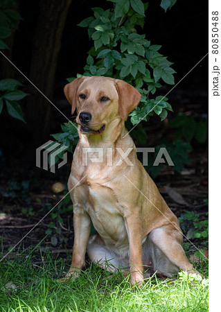 Close up image of golden brown labrador retriever, sitting on green grass in a park or garden Close up image of golden brown labrador retriever, sitting on green grass in a park or garden 80850488