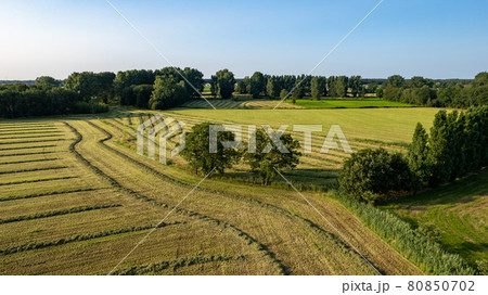 Aerial view of an agricultural field with lines of freshly mown meadow in warm temperatures on a 80850702
