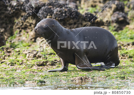 Sea Lion pup , Patagonia Argentina Sea Lion pup , Patagonia Argentina 80850730