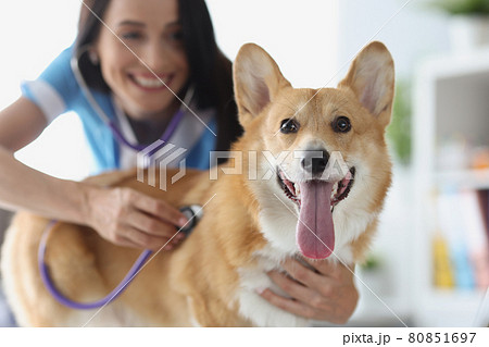 Smiling veterinarian checks heartbeat with stethoscope closeup Smiling veterinarian checks heartbeat with stethoscope closeup 80851697