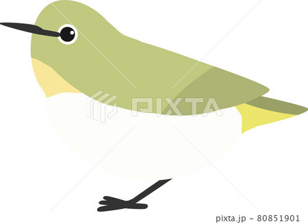 メジロ 左向き メジロ 左向き 80851901