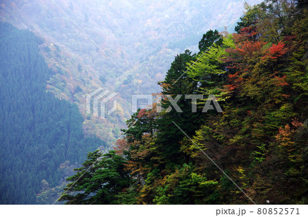 剣山の山並みの鮮やかな紅葉 剣山の山並みの鮮やかな紅葉 80852571