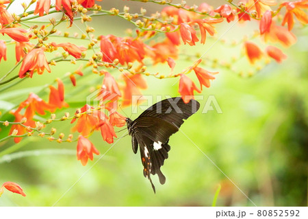 ピンクのヒメヒオウギズイセンの蜜を啜る黒色のモンキハゲハ蝶 ピンクのヒメヒオウギズイセンの蜜を啜る黒色のモンキハゲハ蝶 80852592