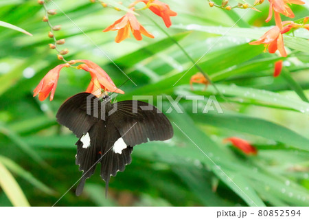 オレンジのヒメヒオウギズイセンの蜜を啜る黒色のモンキハゲハ蝶 オレンジのヒメヒオウギズイセンの蜜を啜る黒色のモンキハゲハ蝶 80852594