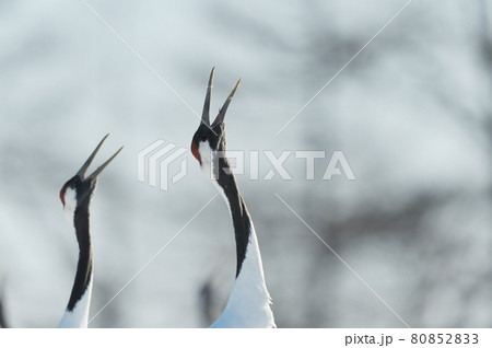 タンチョウの鳴き交わし(北海道・鶴居) タンチョウの鳴き交わし(北海道・鶴居) 80852833