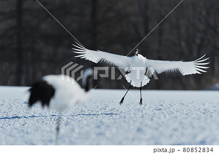 翼を広げて着陸するタンチョウ（北海道・鶴居） 80852834