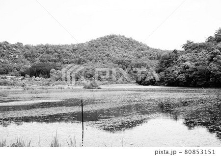 京都　深泥池と山の風景　モノクローム 80853151