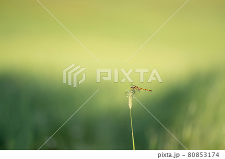 ひと休みしているクルマトンボ 80853174