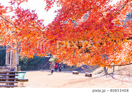 三重県菰野町　晩秋の三重県民の森の赤いフウの木と遊具 80853408