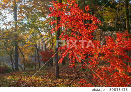 長瀞 秋の風景 蓬莱島公園の景色 朝日を浴びる紅葉 長瀞 秋の風景 蓬莱島公園の景色 朝日を浴びる紅葉 80853438