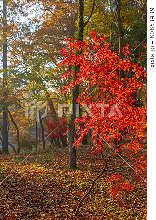 長瀞　秋の風景　蓬莱島公園の景色　朝日を浴びる紅葉　 80853439