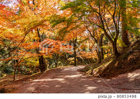 三重県四日市市　秋の宮妻峡の水沢もみじ谷の紅葉 80853498