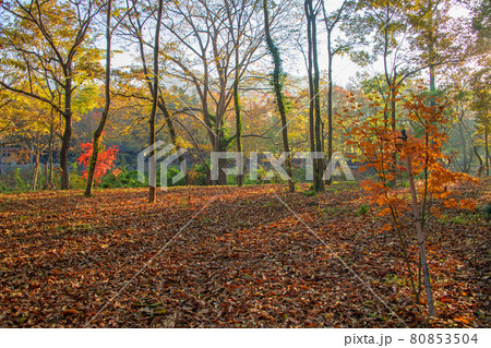 長瀞　秋の風景　蓬莱島公園の景色　朝日を浴びる紅葉　 80853504