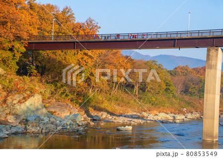 長瀞の秋 蓬莱島公園の景色 学童登校風景 朝日を浴びる紅葉 長瀞の秋 蓬莱島公園の景色 学童登校風景 朝日を浴びる紅葉 80853549