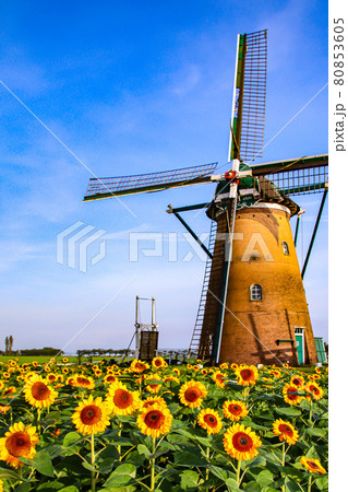 水車と向日葵 80853605