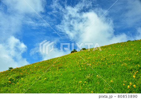 ニッコウキスゲ　霧降高原 80853890