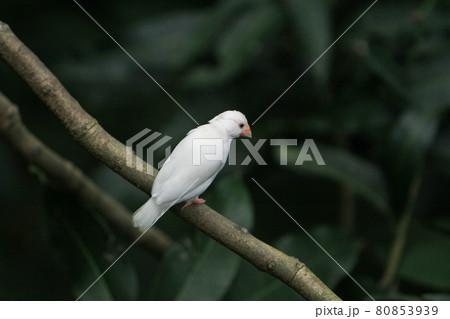 a white color of Java sparrow, Ricebird 80853939
