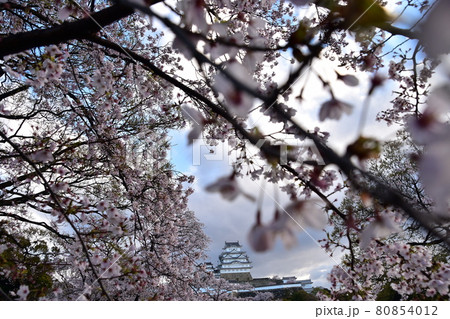 日本の兵庫県の姫路市 世界遺産で国宝でもある姫路城 春の桜と立派な天守閣 日本の兵庫県の姫路市 世界遺産で国宝でもある姫路城 春の桜と立派な天守閣 80854012
