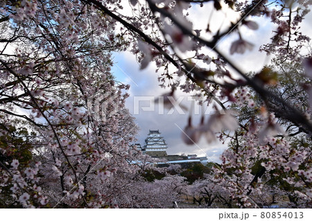 日本の兵庫県の姫路市 世界遺産で国宝でもある姫路城 春の桜と立派な天守閣 日本の兵庫県の姫路市 世界遺産で国宝でもある姫路城 春の桜と立派な天守閣 80854013