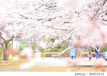 桜咲く公園で遊ぶ親子 桜咲く公園で遊ぶ親子 80854113