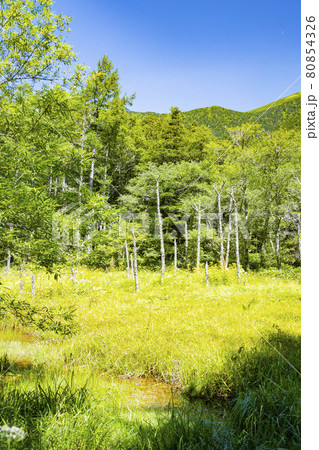 上高地　自然散策路　梓川右岸コース　ウェストン園地 80854326