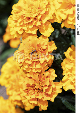 マリーゴールド 80854646