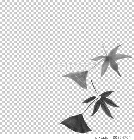 銀杏與楓葉插畫（手繪水墨插畫） 80854704